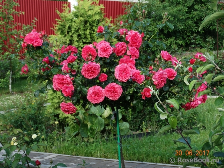 Rosarium Uetersen