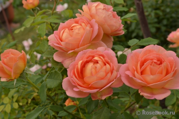 Lady of Shalott 