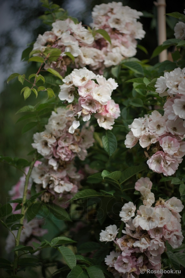 Apple Blossom 