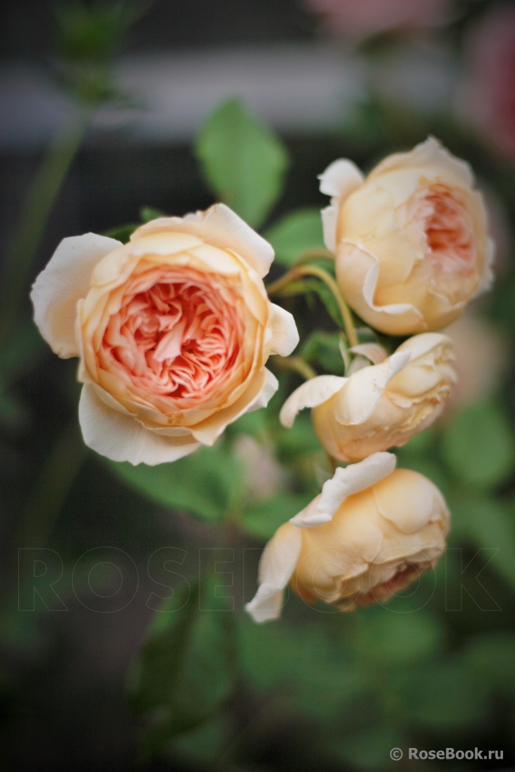 Crown Princess Margareta®