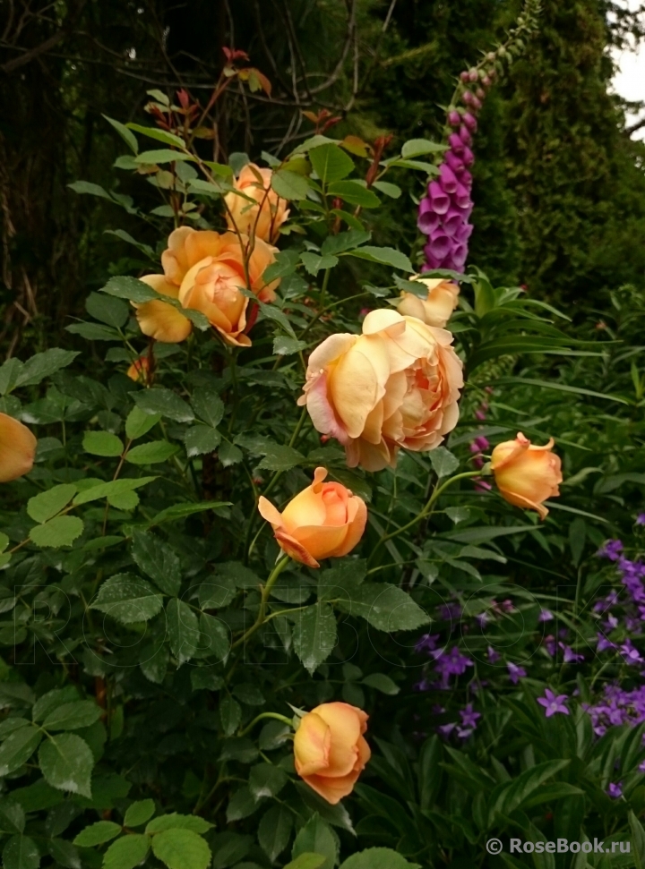 Lady of Shalott 