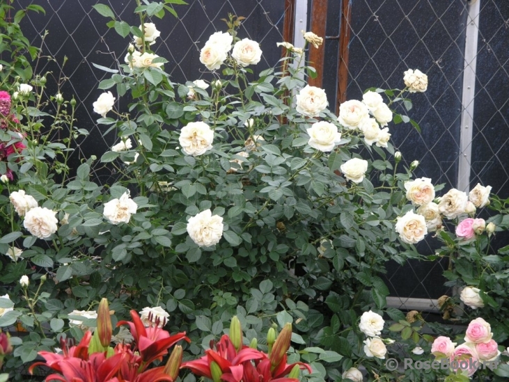 Mon Jardin et Ma Maison