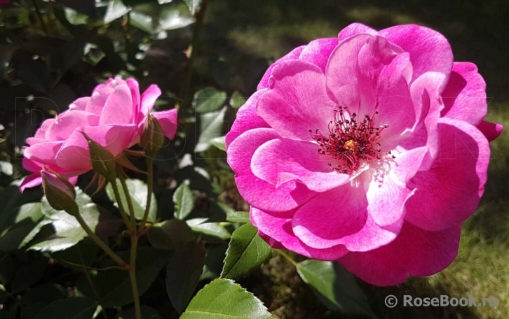 Brilliant Pink Iceberg