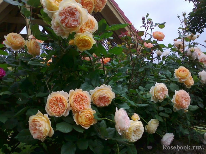 Crown Princess Margareta®