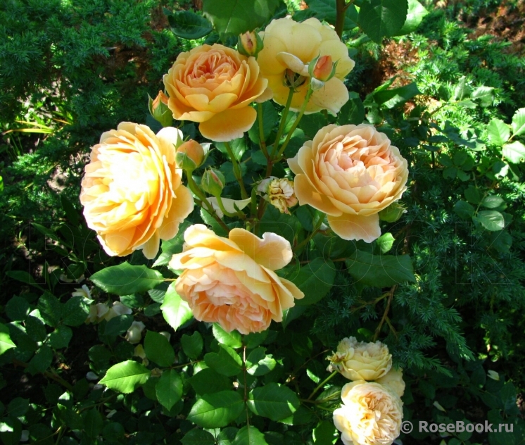 Crown Princess Margareta®