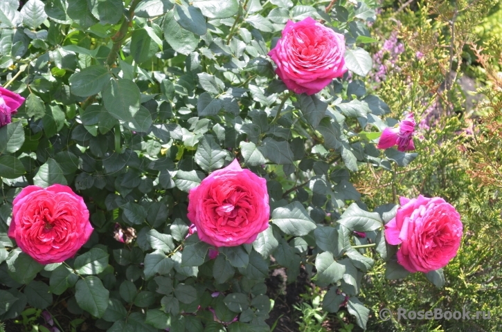 Johann Wolfgang von Goethe Rose®