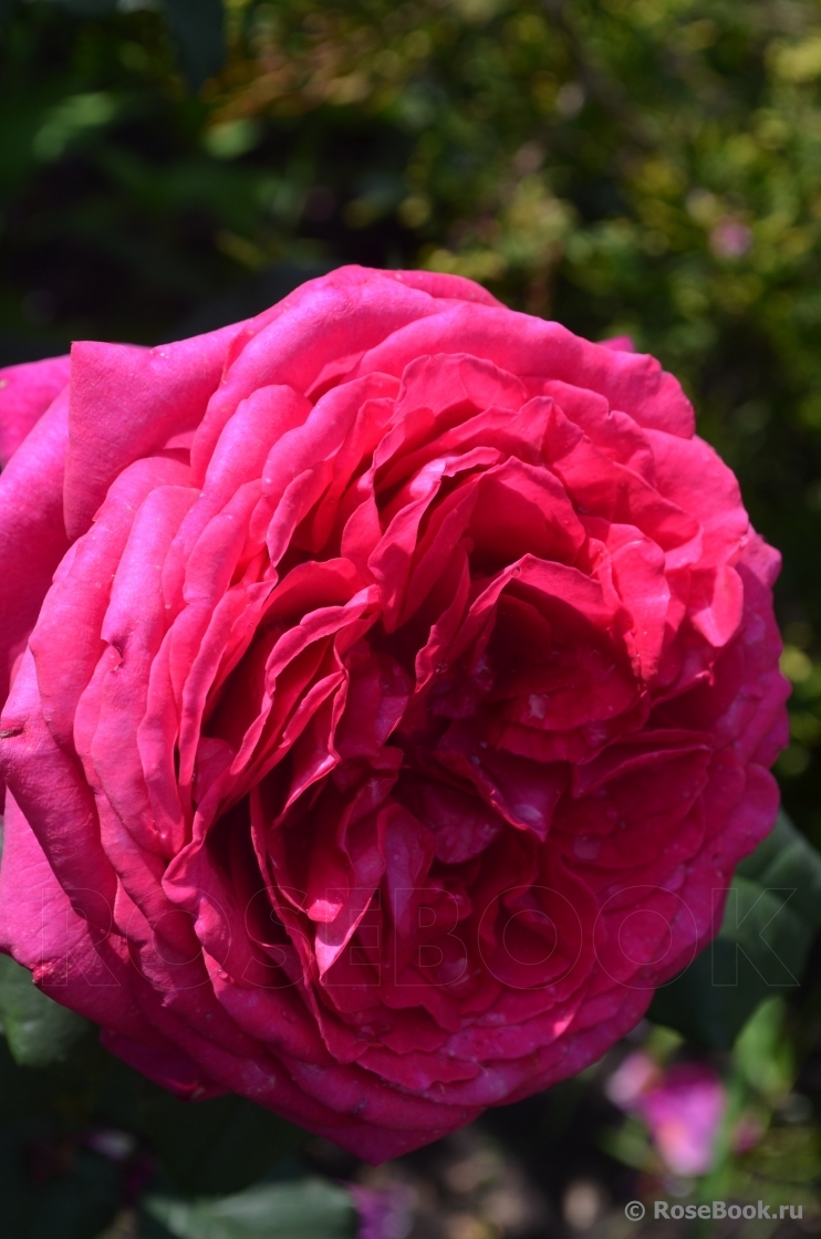 Johann Wolfgang von Goethe Rose®