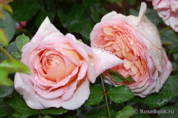 Abraham Darby