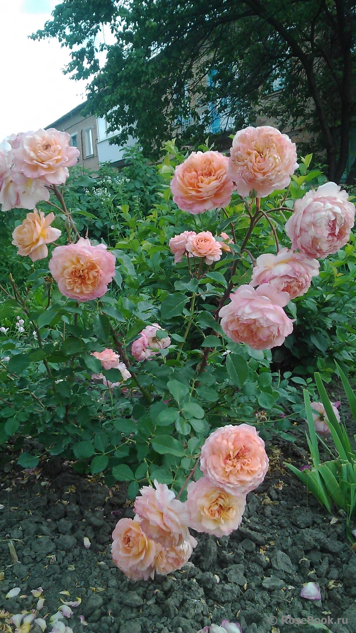 Rose de Gerberoy ®