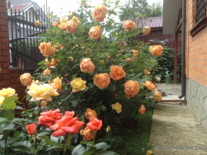 Lady of Shalott 