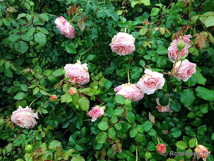 Abraham Darby