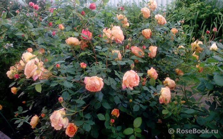 Lady of Shalott 