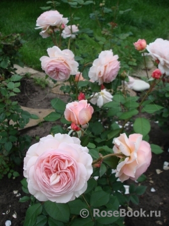 A Shropshire Lad