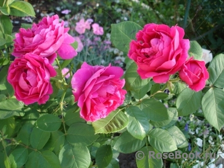 Darcey Bussell 