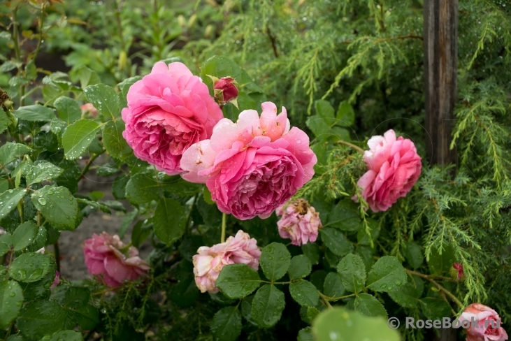 Princess Alexandra of Kent 