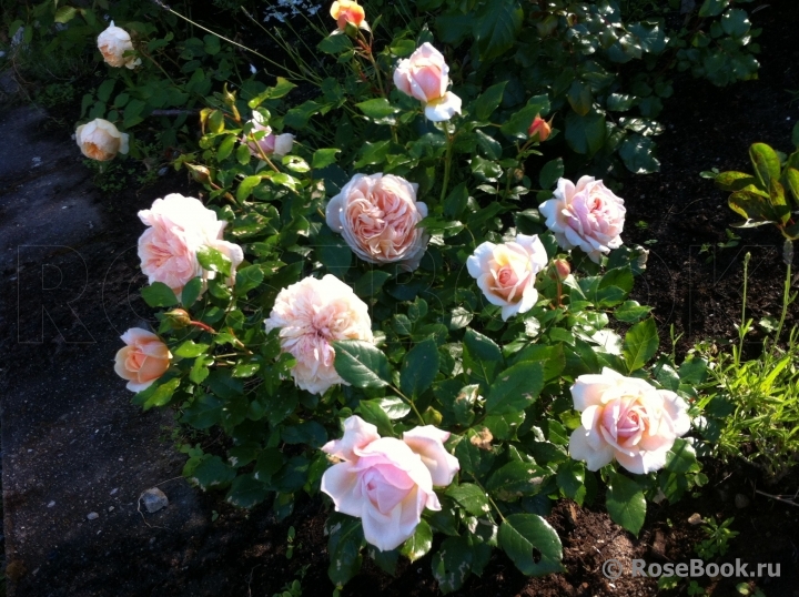 Garden of Roses 