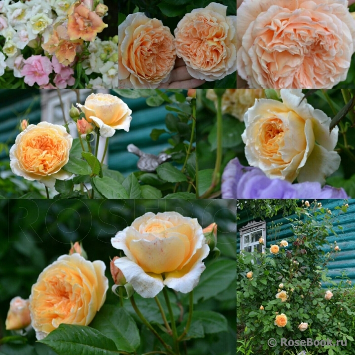 Crown Princess Margareta®