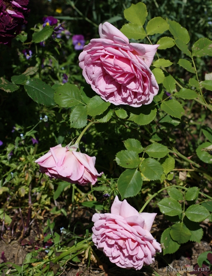 Princess Alexandra of Kent 