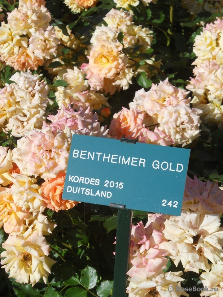 Bentheimer Gold ®