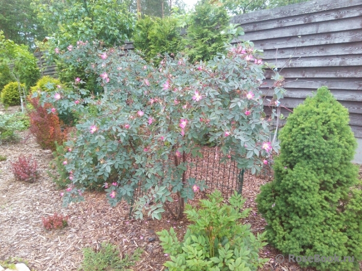 Rosa glauca 