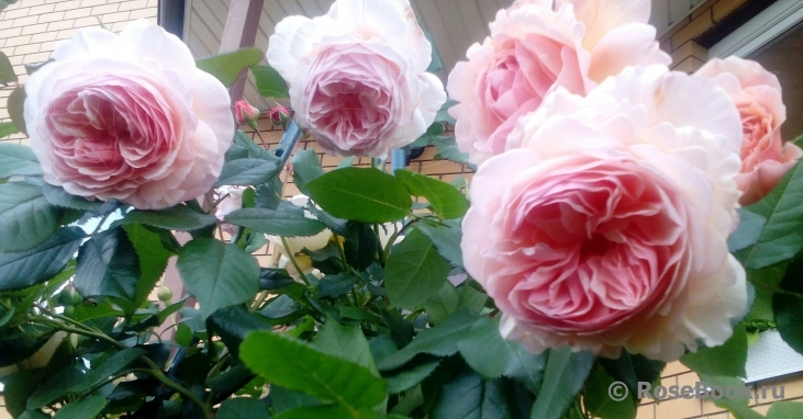 A Shropshire Lad