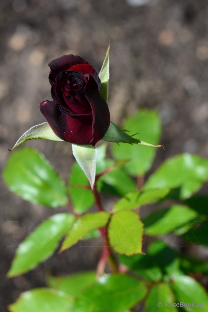 Black Baccara