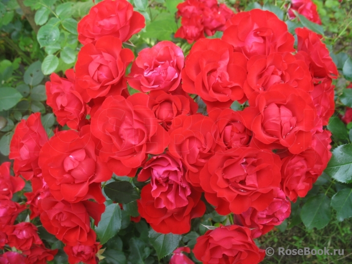 Black Forest Rose ®