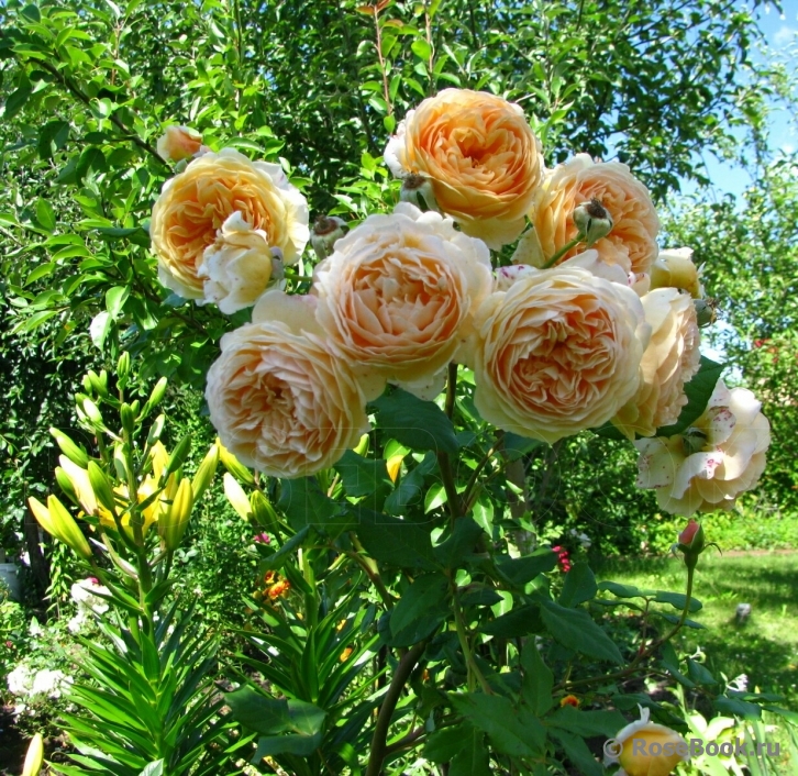 Crown Princess Margareta®