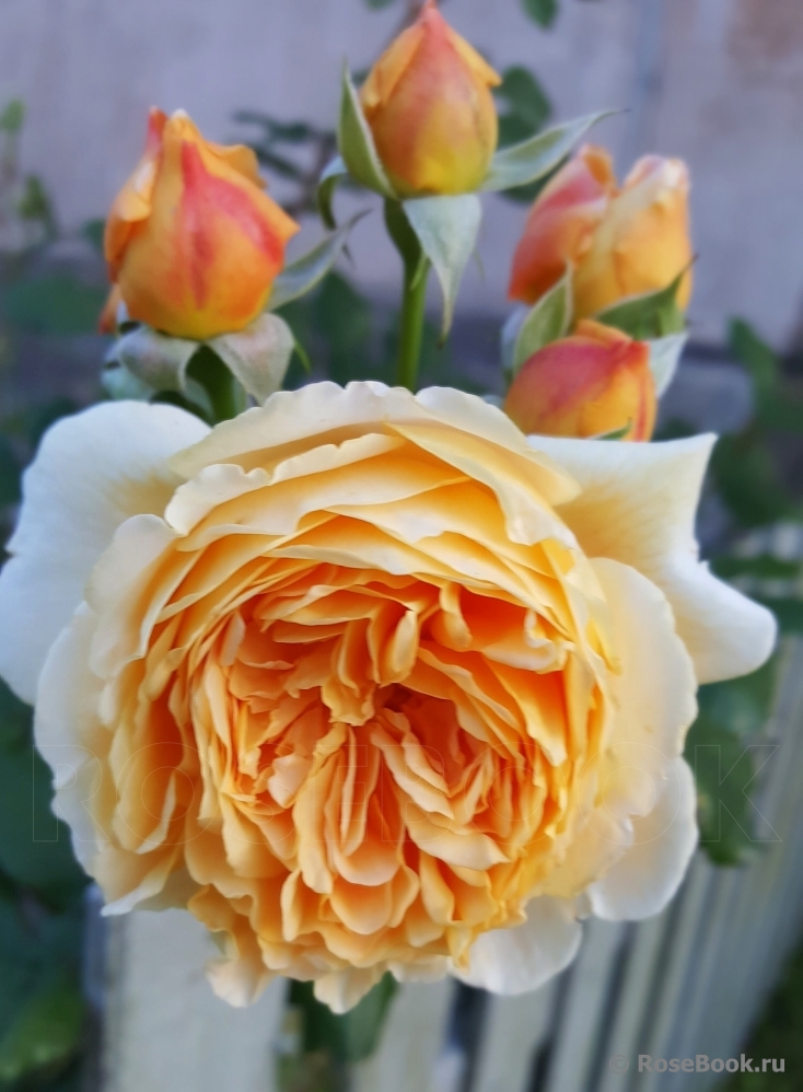 Crown Princess Margareta®