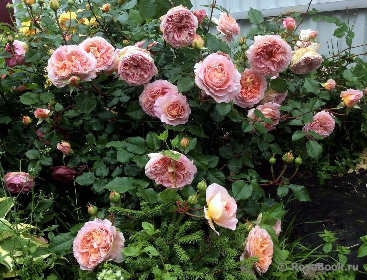 Abraham Darby