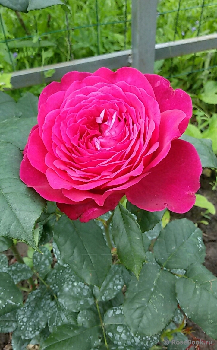 Johann Wolfgang von Goethe Rose®