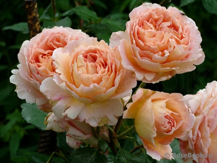 Abraham Darby