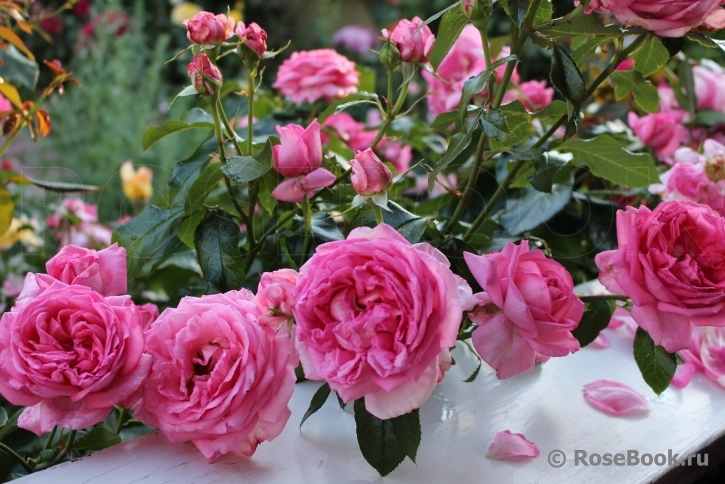 La Rose de Molinard ®