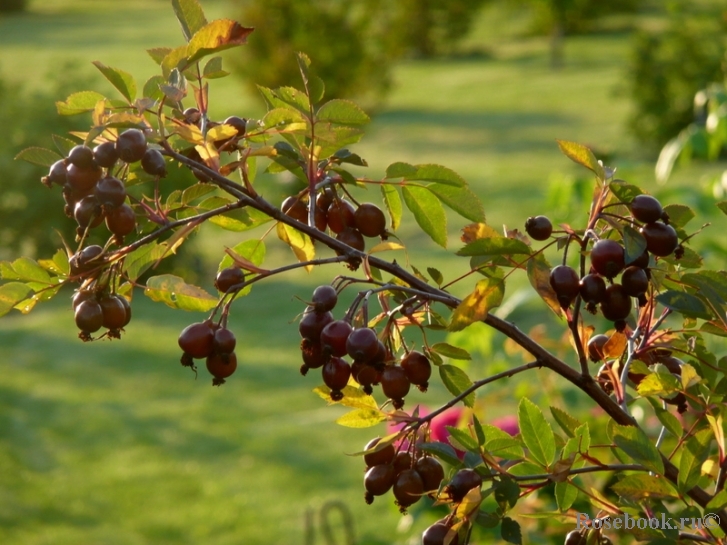 Rosa glauca 