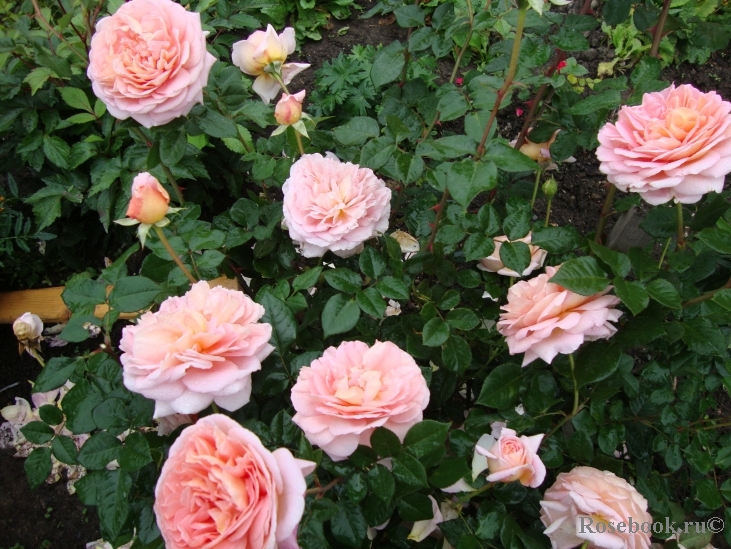 Abraham Darby