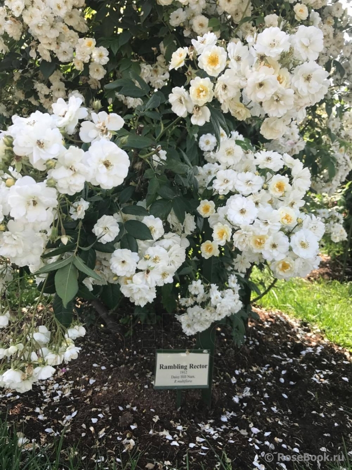 Rambling Rector 