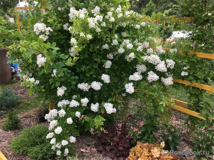 Rosa multiflora