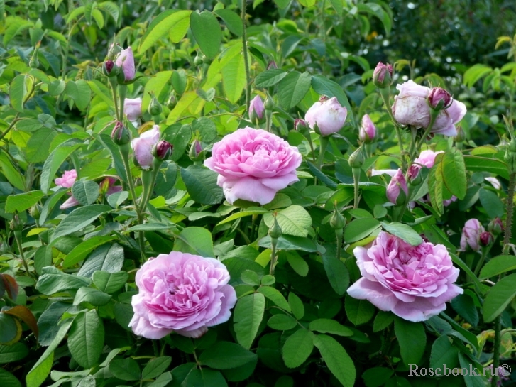 Comte de Chambord