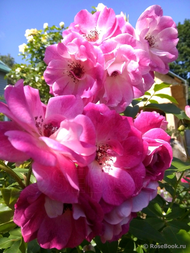 Brilliant Pink Iceberg