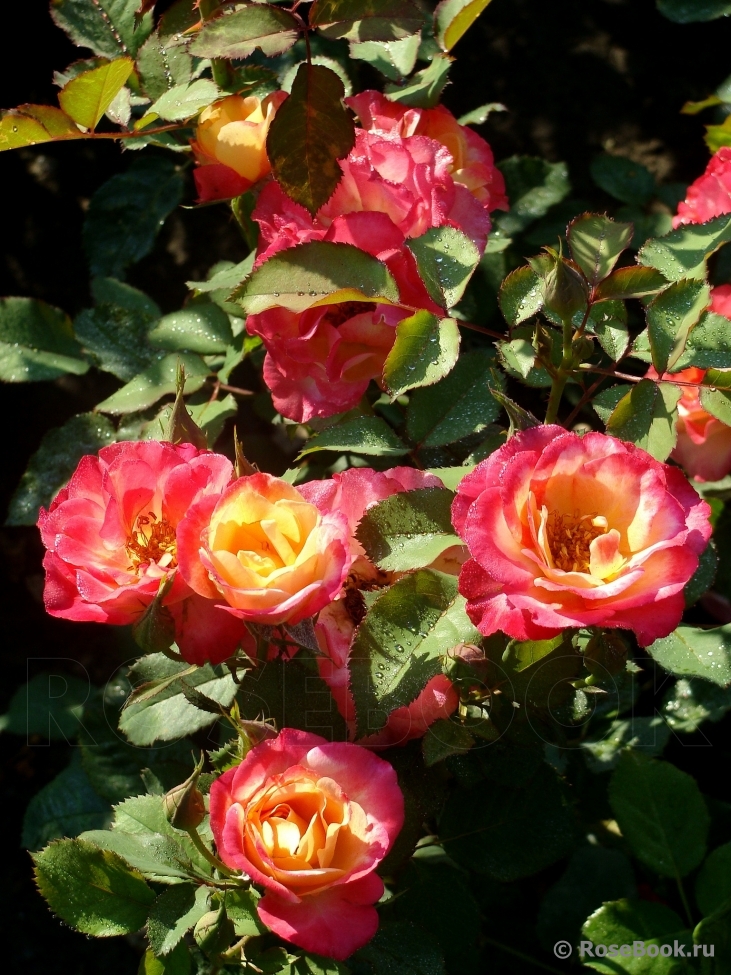 Marseille en Fleurs