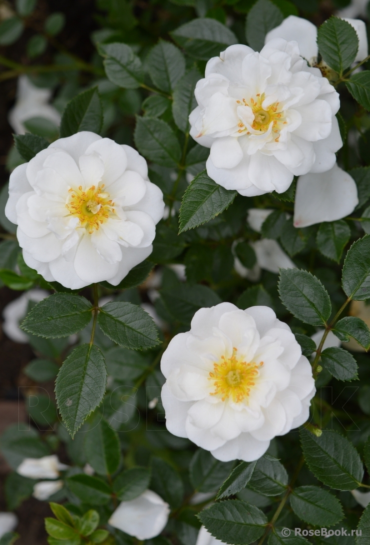 Bees Paradise Rose White