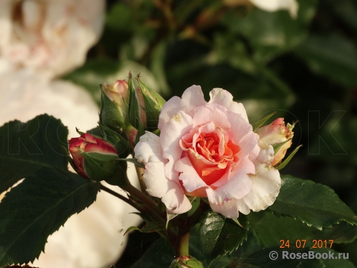 Dr.Hermann Schulze-Delitzsch Rose