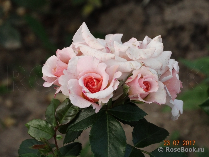 Dr.Hermann Schulze-Delitzsch Rose