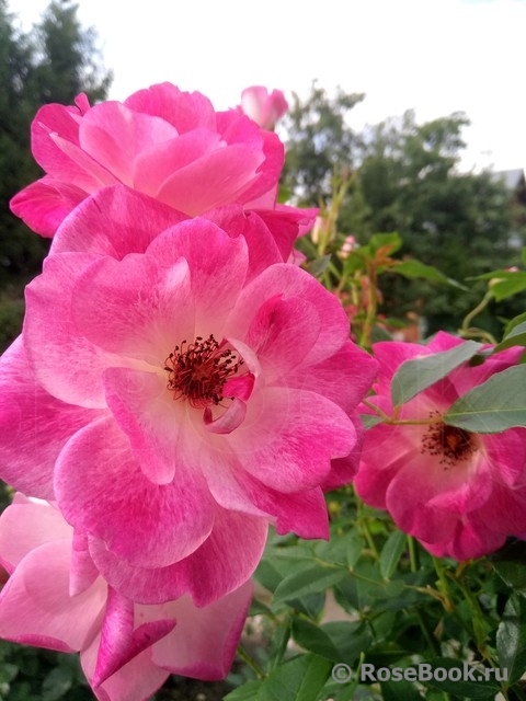 Brilliant Pink Iceberg