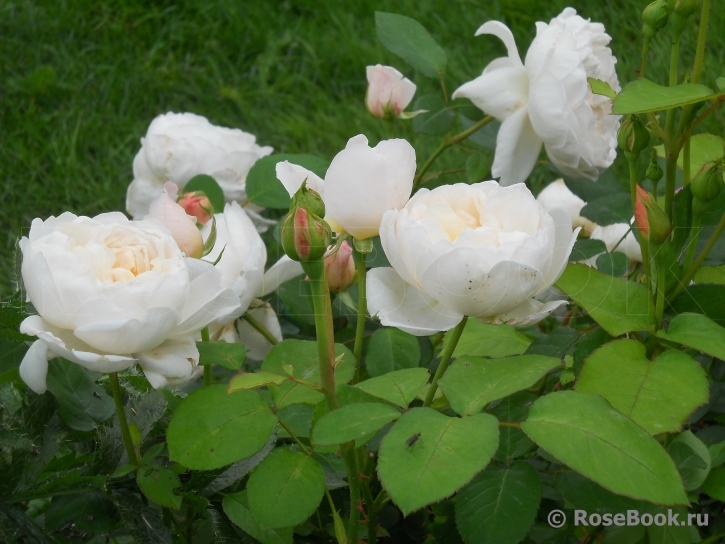 Glamis Castle®