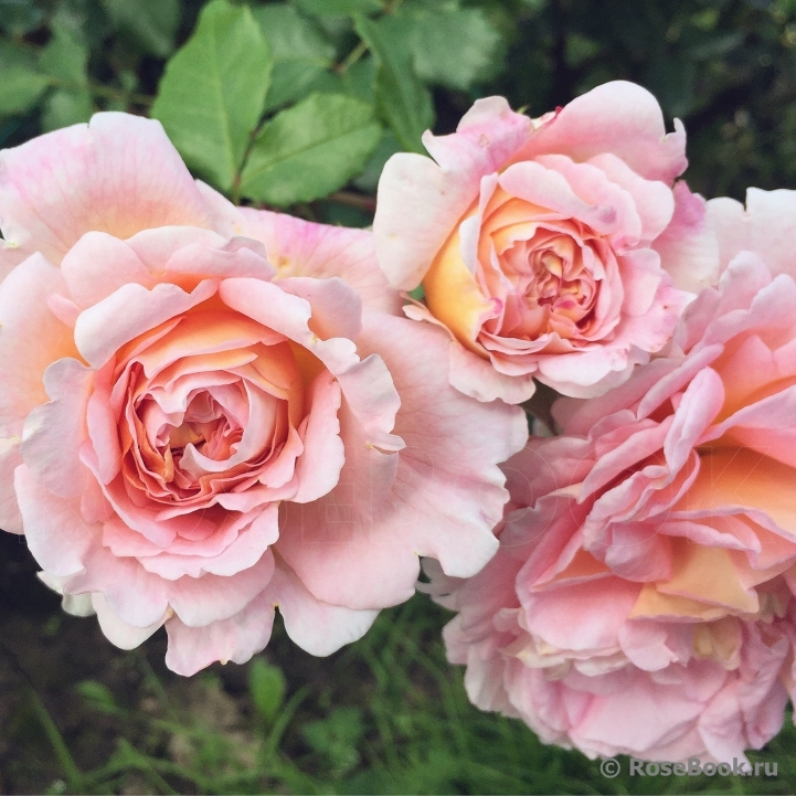 Abraham Darby