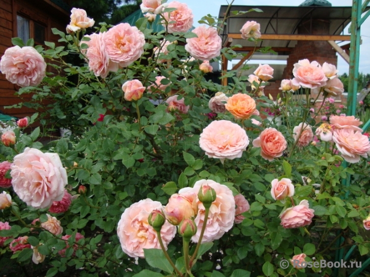 Abraham Darby