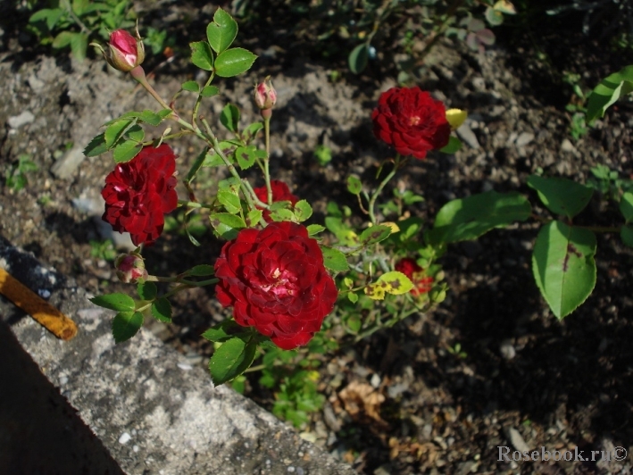 Red Cascade