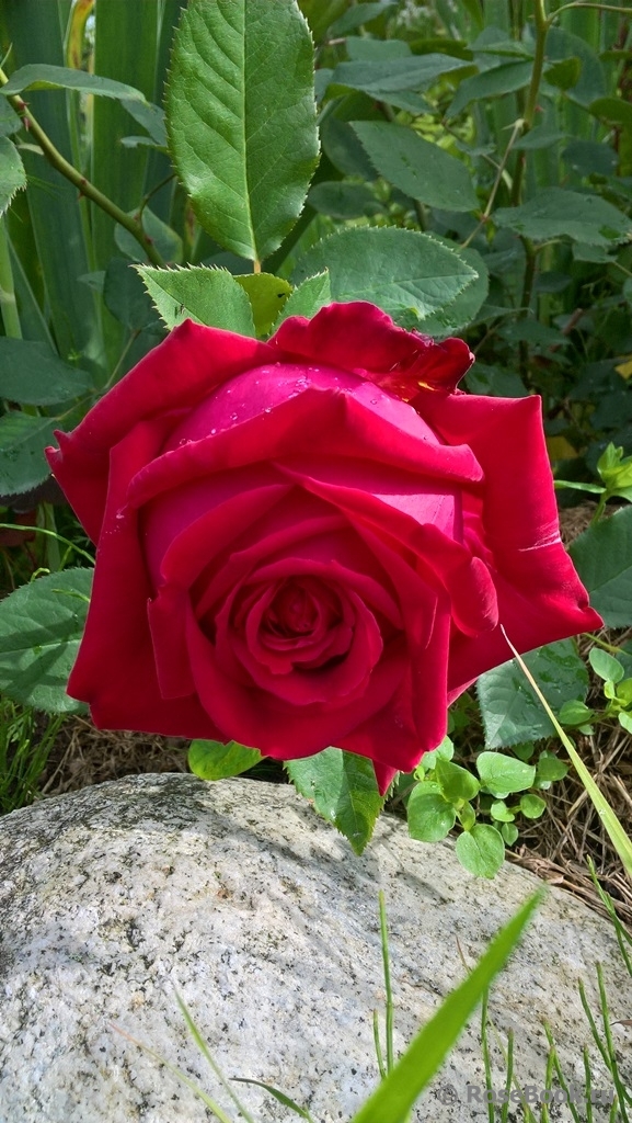 Konrad Adenauer Rose