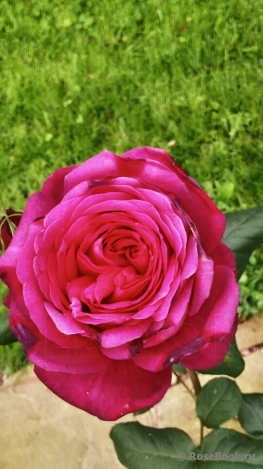 Johann Wolfgang von Goethe Rose®